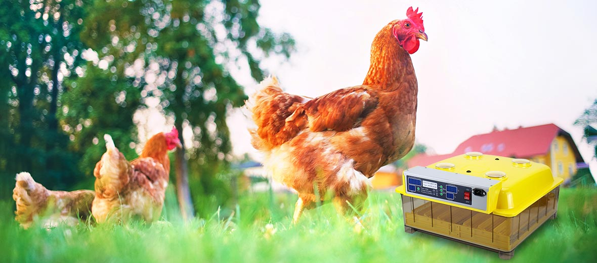 Welcome to our Farm Incubator : An Engaging Experience for Agricultural Tourism