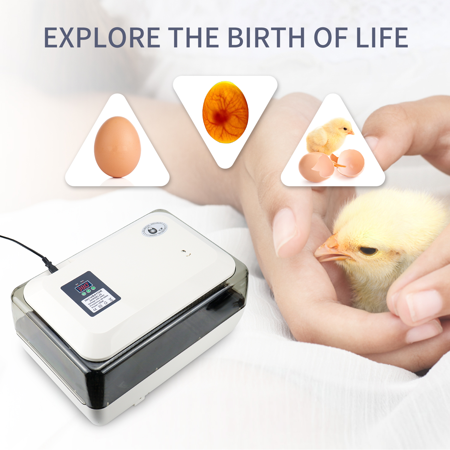 24 Eggs for Chicken Duck